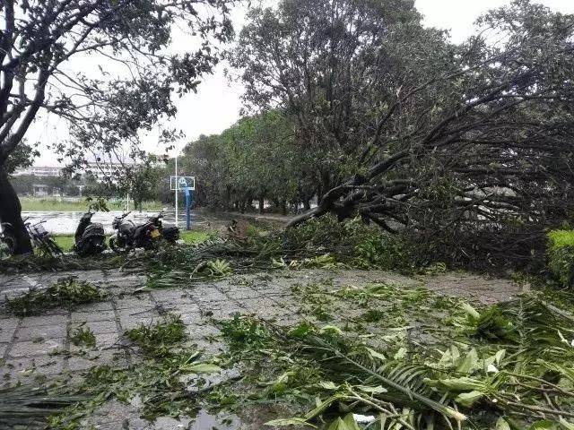 从热带低压直升超强台风 这个加强速度甚至超过了"莫兰蒂!