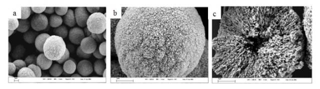 凝胶结晶法制备的碳酸钙 sem