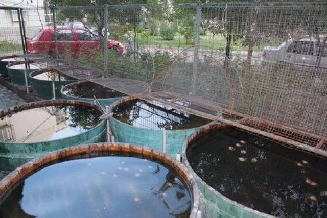 古法养鱼之养水养苔之道