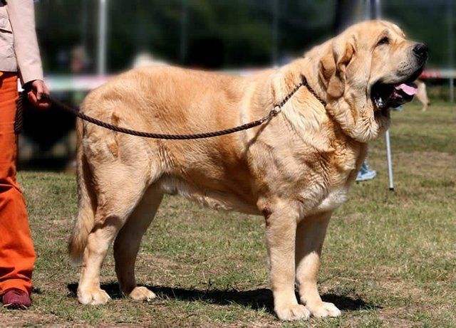 西班牙獒犬一般用来保护羊群,或者协助警察破案,普通家庭很少把它