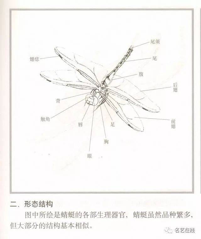 国画技法:蜻蜓的工笔及写意画法