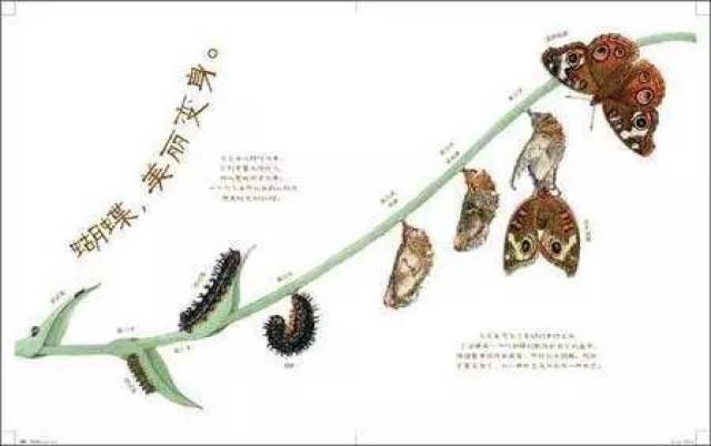 14金子移动学堂】走进自然探索自然,享受观察昆虫