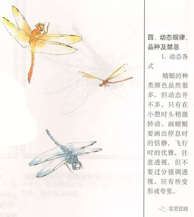 国画技法:蜻蜓的工笔及写意画法