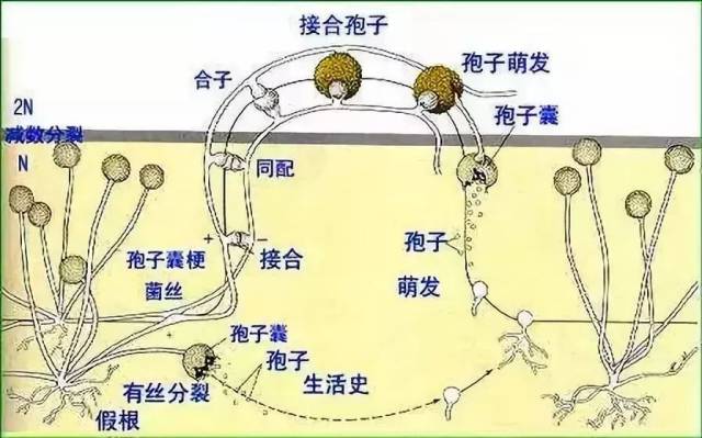 波尔多液 杀菌剂的老前辈,用对放心,用错要命_手机搜狐网