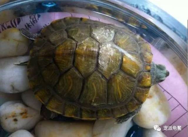 乌龟为什么不能吃牛肉 4d95926604ea4e4c98e024d99d289d1c.jpeg