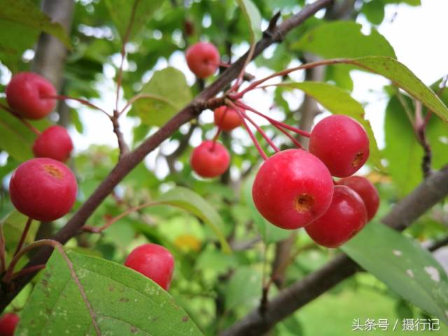 据《食物本草》中介绍:"海棠果味酸,甘,平,无毒.食之能治泄痢."