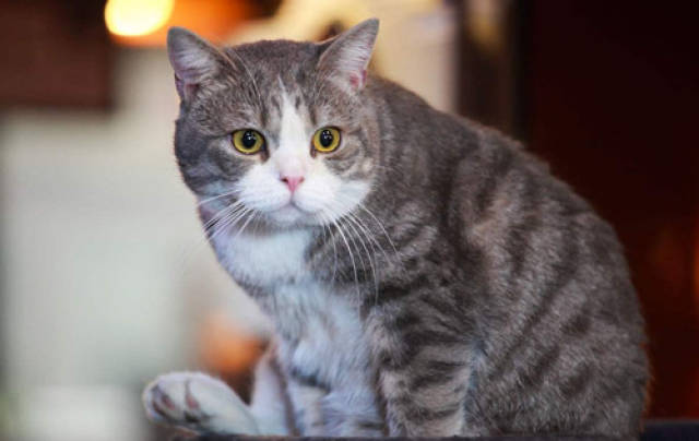 怎么看小猫会不会排便 63a2c54acfad460eb507ba5a10e2c850.jpeg