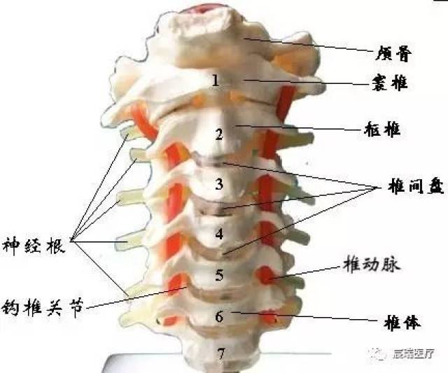 70%的人颈椎有问题,教您三个动作防治颈椎病!