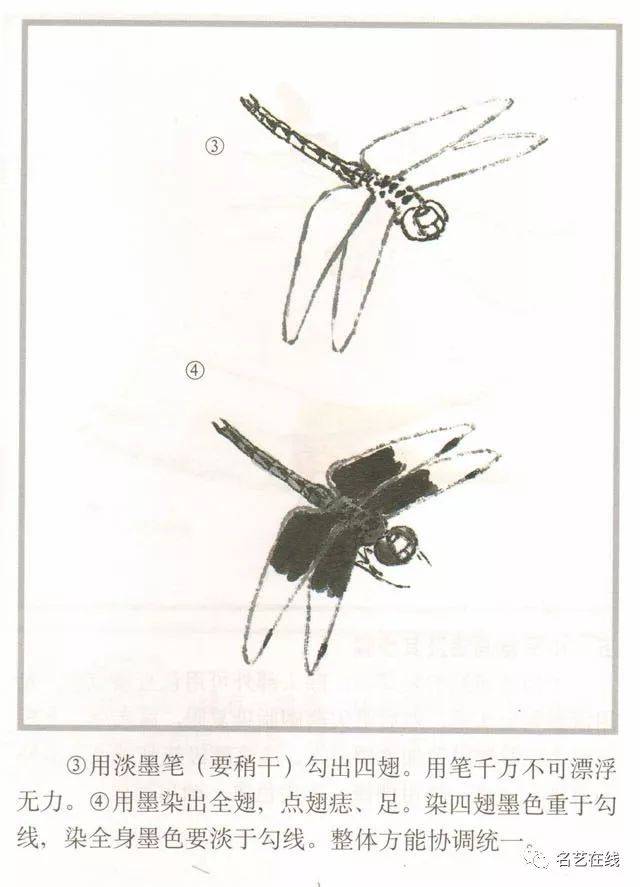 国画技法:蜻蜓的工笔及写意画法