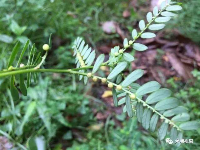 在每年的夏秋采集珍珠草的全草,去杂质,晒干.就可以药用.