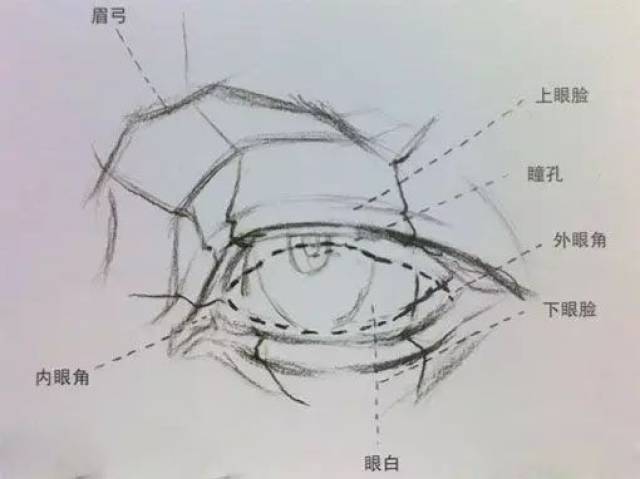 1,眼睛的结构(如下图所示),眼睛一般呈菱形,上眼睑一般比较厚不是双