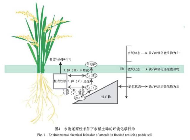 水淹条件下水稻土中砷的生物化学行为研究进展