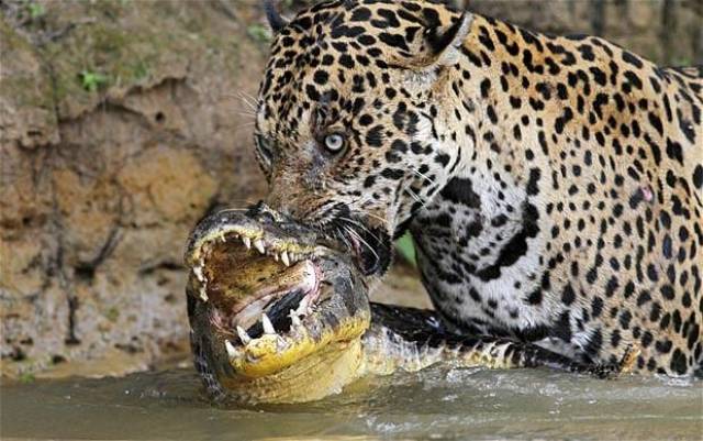 猫科动物如何捕杀鳄鱼?老虎单杀,狮子围攻,美洲豹直接
