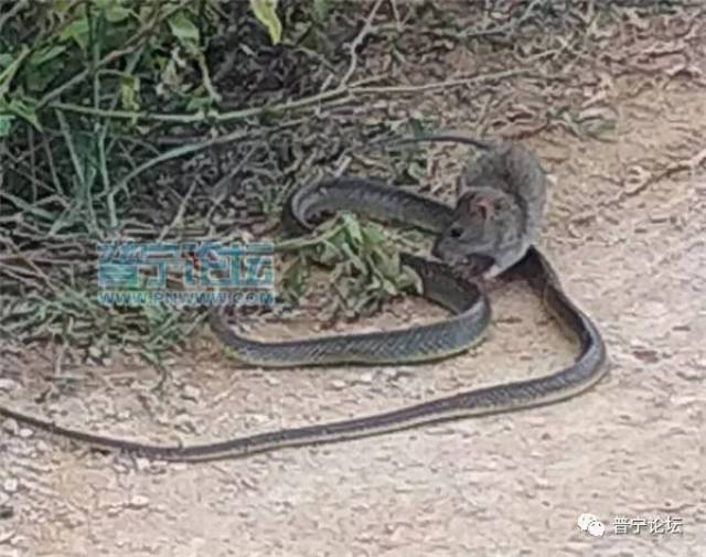 广东这个村惊现"老鼠吃蛇"画面,全程被拍下….