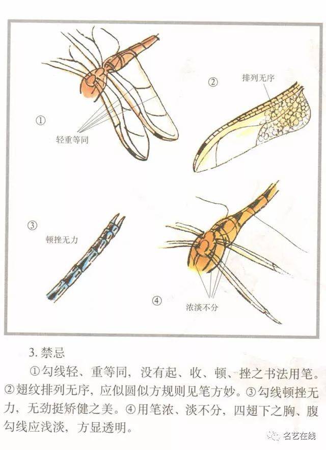 国画技法:蜻蜓的工笔及写意画法