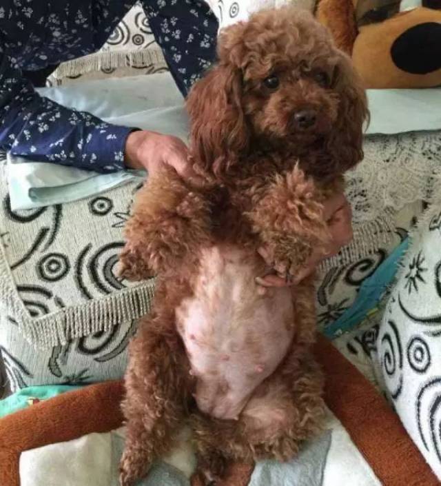 泰迪生下一窝小奶狗,总是不喂最孱弱的,主人了解情况后泪目了!