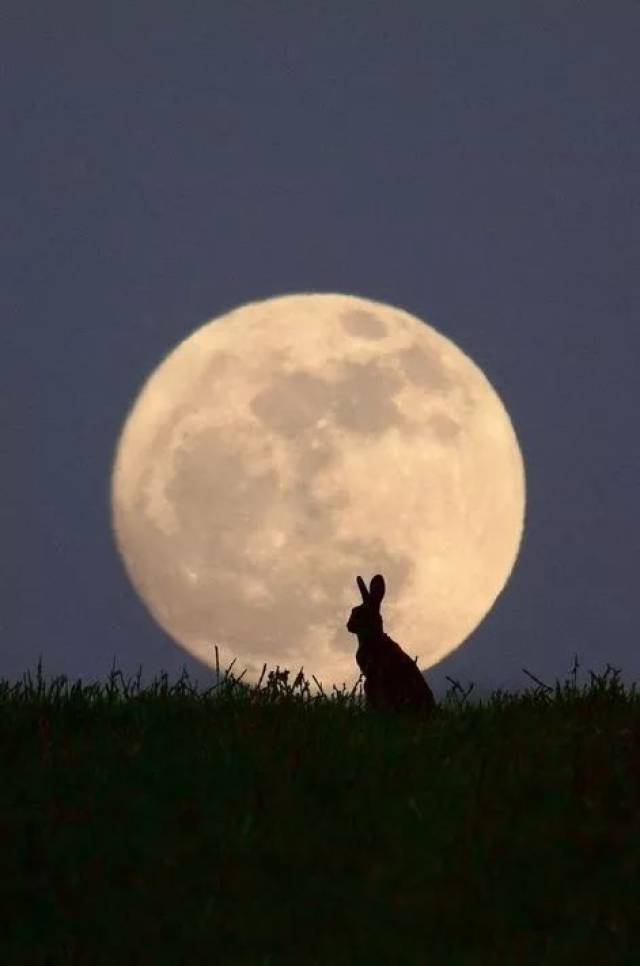 草原上的兔子仿佛要跳上去月亮啦 ▼