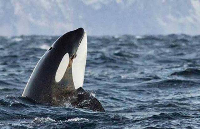 鲸鱼的声音有什么特别之处 bac4a8e63c6d471ca9e38c71b3336d34.jpeg