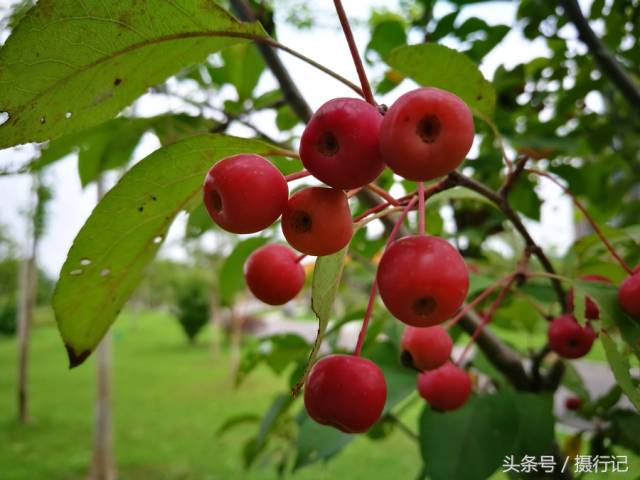 农村有一种形似"小苹果",又似"樱桃"的果实,您可见过