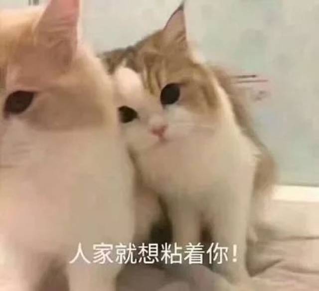 喵喵表情包