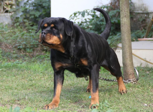 罗威纳犬十个不养理由