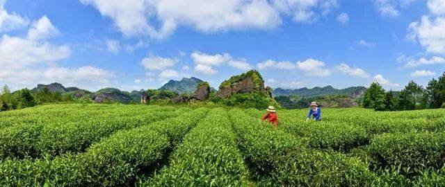 吴志斌"一带一路"倡议下武夷茶文化的传承与机会