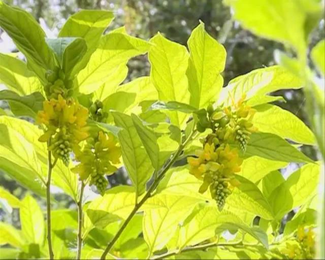 十分靓 ,它叫做"黄花倒水莲" ,当地人叫倒吊黄, 听说它的叶子, 花