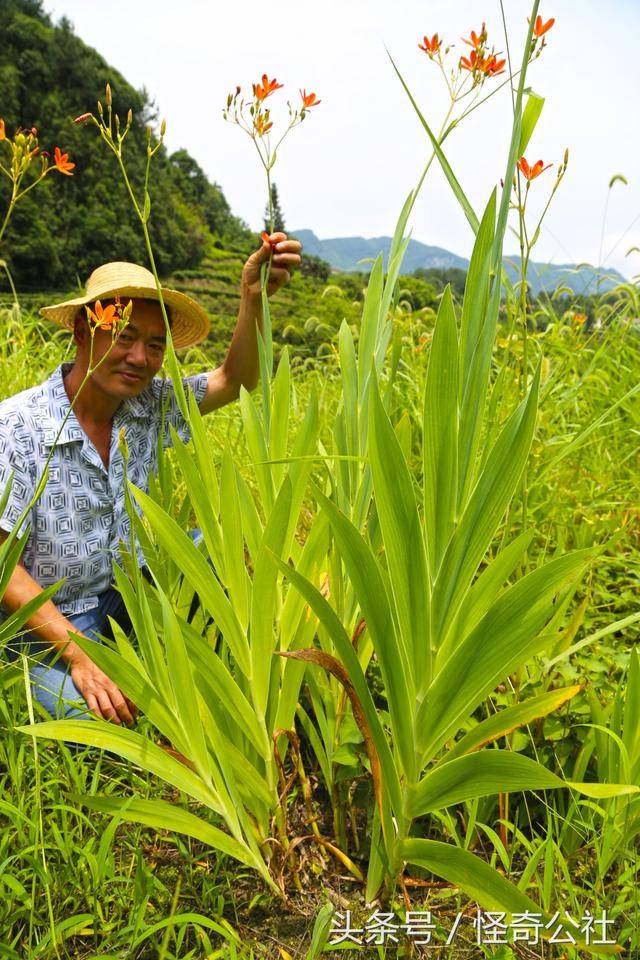 由于价格不好,射干便成了观赏植物,仍其自然生长