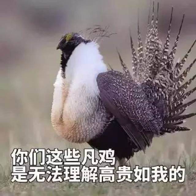 千万别让在外国的女友看见这套野鸡表情包,不然怼死你