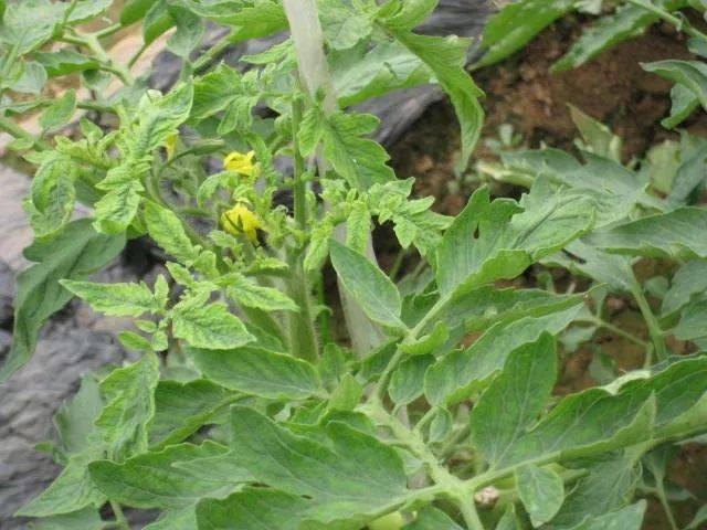 它是一种植物双生病毒