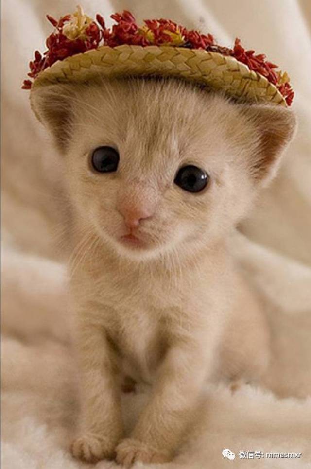 猫咪的艺术照,超有范!