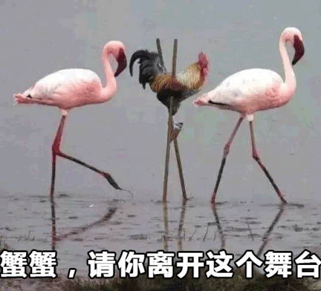 千万别让在外国的女友看见这套野鸡表情包,不然怼死你