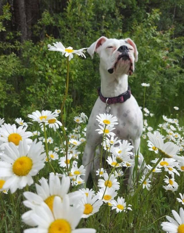 十长图片告诉你拳师犬到底有多可爱,丑到极致便是萌!