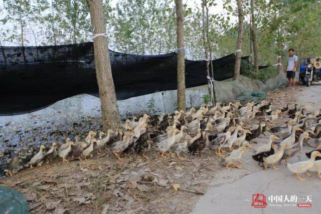 雷成林把准备好的饲料放到鸭棚里,还准备了大量的清水,水必须很干净