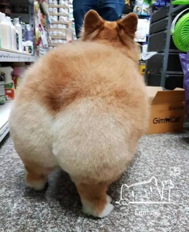 柯基臀女照片_蜜桃臀与柯基臀_臀型名字-圈子花园图片