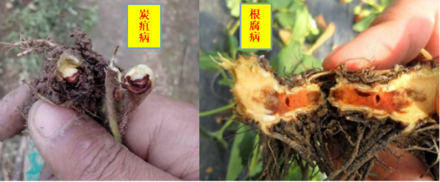 草莓炭疽病和红中柱根腐病如何区分 好的防治技术