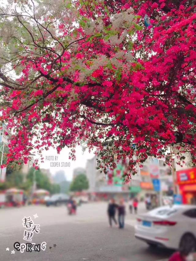 《致平果网红树》 错过了最美的花季 未必坐等落叶飘零 至少赶上夏的