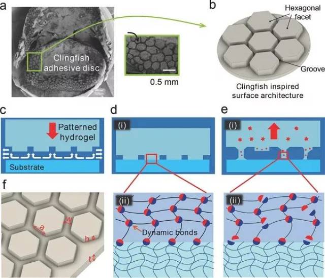 这种方法通过将动态键和生物启示的表面排水结构相结合制备得到水凝胶