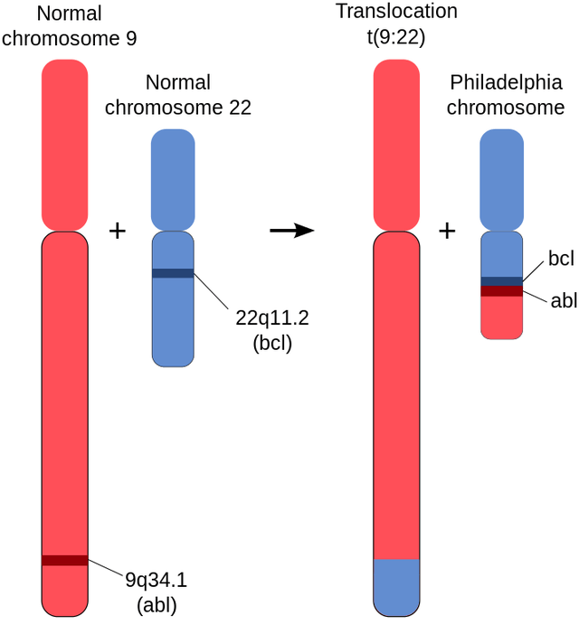 abl就会与22号染色体上的基因bcr融合成一个新基因bcr-abl