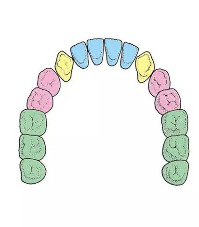 成年人的牙齿