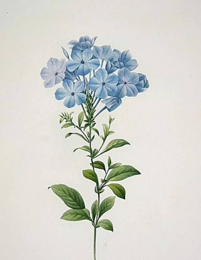 蓝雪花花语和传说是什么