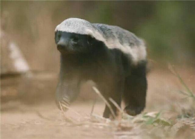 平头哥蜜獾因觅食无果失望透顶 结果躺地上刨沙子玩