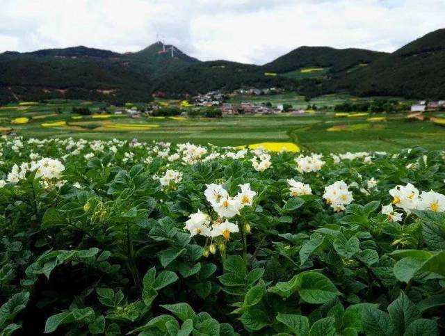 鹤庆马场万亩洋芋花惊艳无比,难怪法国王后愿意把它戴在头上!