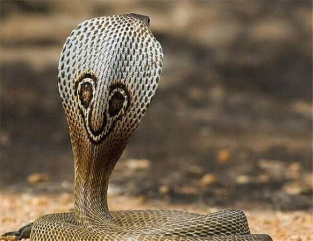 3,环颈射毒眼镜蛇:环颈射毒眼镜蛇被认为是非洲最危险的射毒眼镜蛇