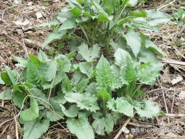 【户外知识】中国常见野菜及其食用-(105)山菠菜