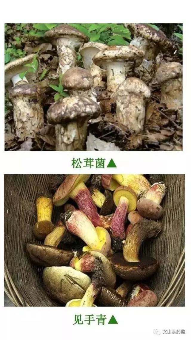 文山州常见野生毒菌