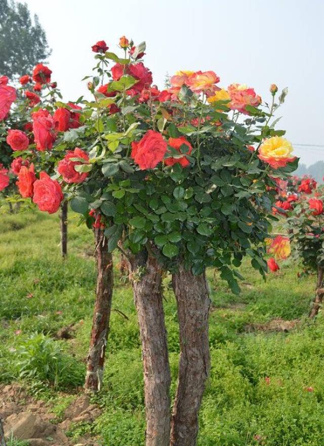 苗木花卉浇水问题这个要看看(图1) 苗木花卉浇水问题这个要看看(图1)