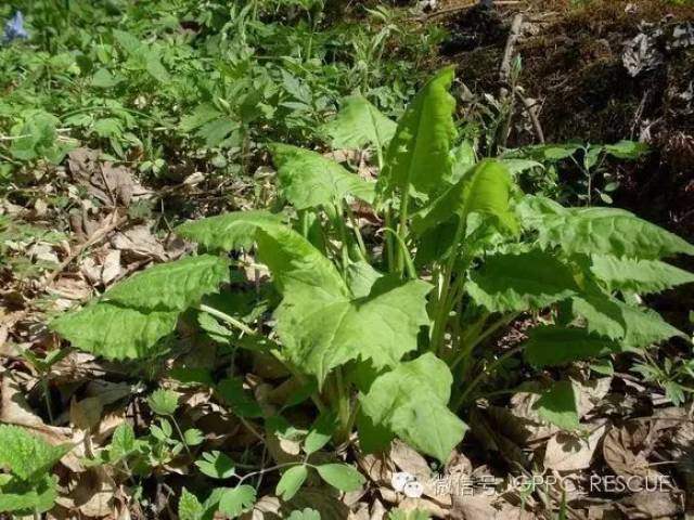 【户外知识】中国常见野菜及其食用-(105)山菠菜