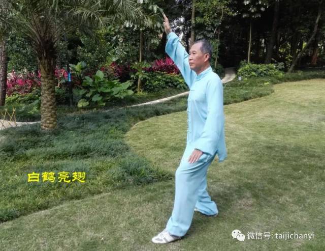 在杨氏太极的拳架中,比如85式大架和115式大架,"白鹤亮翅"与"退步跨