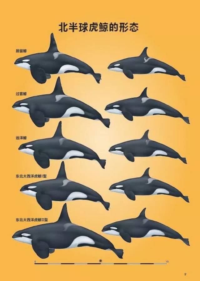 上图依次为居留鲸,过客鲸,远洋鲸,东大西洋Ⅰ型,东大西洋Ⅱ型.